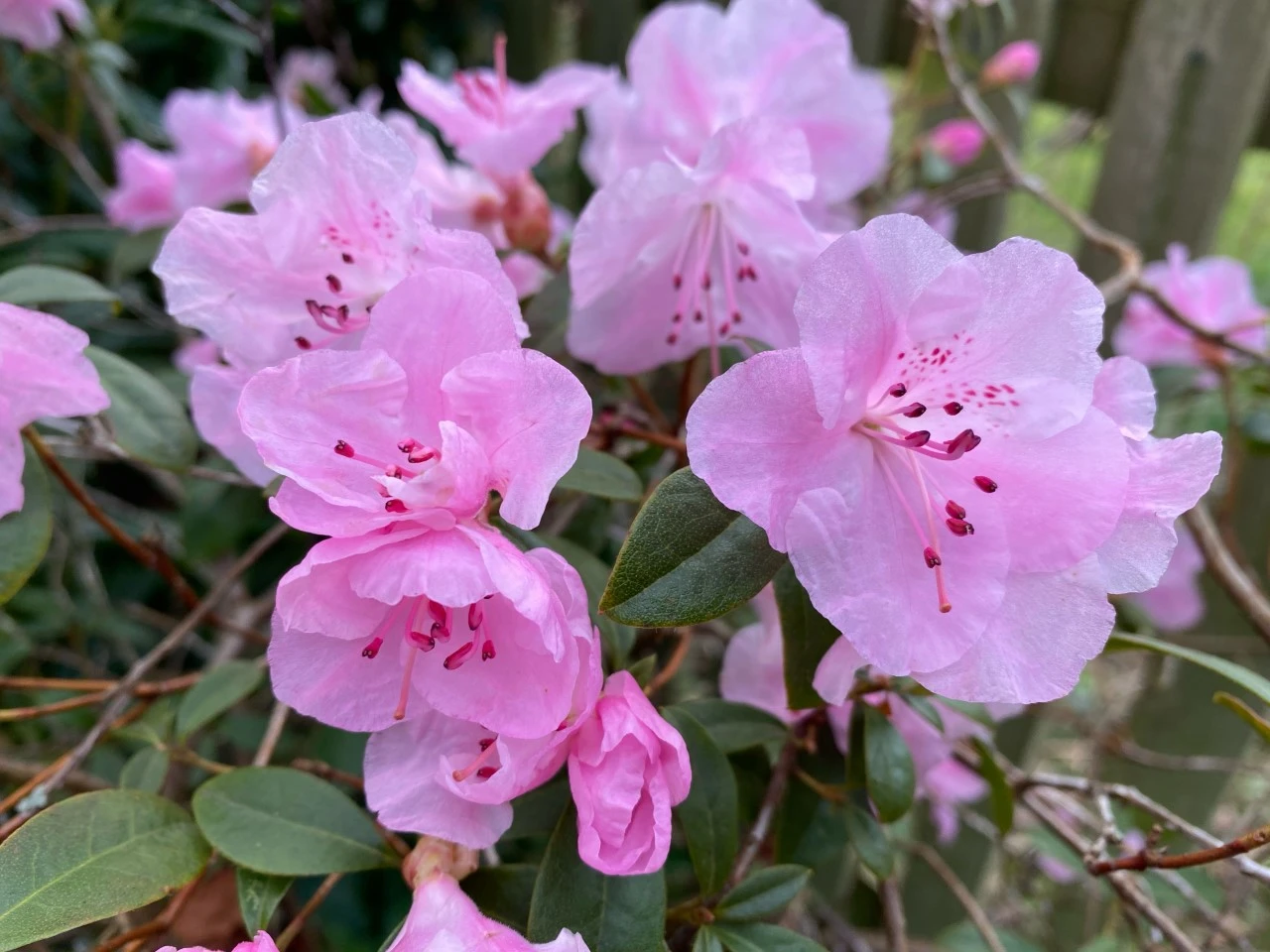 'Cliff Garland'